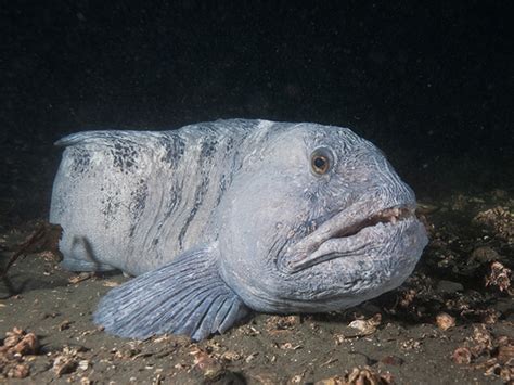 Atlantic Wolffish Anarhichas Lupus