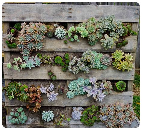 The Urchin Collective Diy Recycled Pallet Vertical Succulent Garden