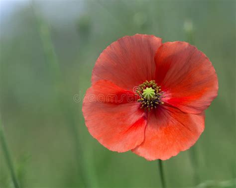 Poppy Flower in Garden Outdoor Stock Image - Image of flora, color ...