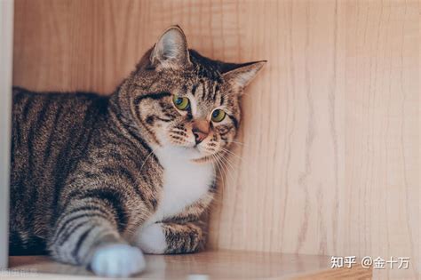 养猫趣事：5个关于猫咪的非常有趣的小秘密 知乎