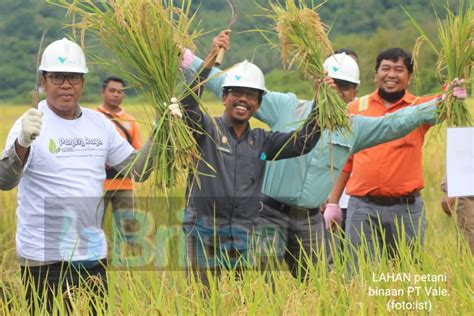 Petani Binaan Pt Vale Panen Raya Padi Sri Organik Brita Id