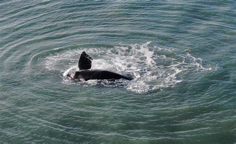 Advierten Que Las Ballenas Y Los Delfines Padecen El Cambio Clim Tico Y