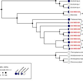 figure  phylogenetic analysis  euryarchaeota mags  maximum