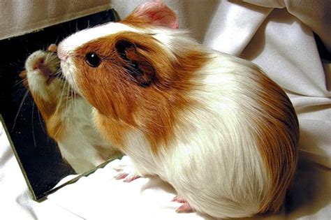 Безопасные развлечения и игрушки для морской свинки