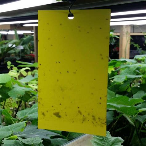 Yellow Sticky Traps Pack Of 5 For Thrips Whiteflies Aphids