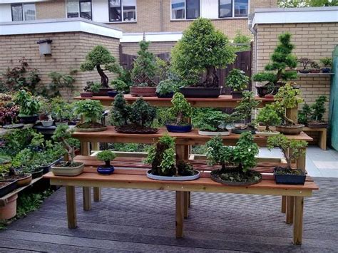 Bonsai Garden Design Bonsai Empire