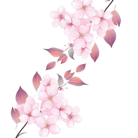 Ramo De Flor De Cerejeira Sakura Aquarela Vetor Png Flor De Cerejeira