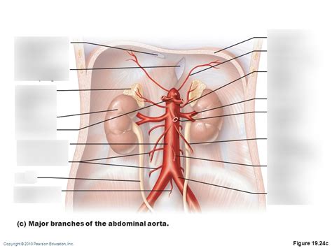 The Abdominal Aorta And Its Major Branches Diagram Quizlet