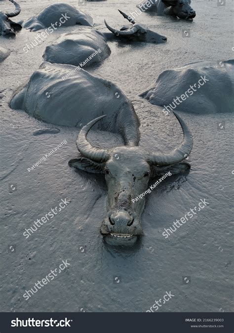 515 Mud Dipping Images Stock Photos And Vectors Shutterstock