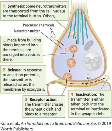 Chapter 5 How Do Neurons Communicate And Adapt Flashcards Quizlet