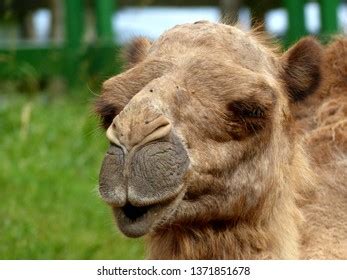 Happy Sloth Hanging On Tree Stock Photo Shutterstock