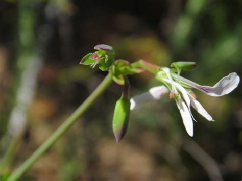 Pelargonium Patulum Patulum From West Coast Dc Zuid Afrika On October