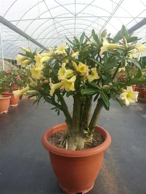 5 SEEDS 100% Genuine Fresh Rare Adenium Obesum Seeds Bonsai Desert Rose Flower Plant Seeds (N ...