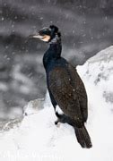 Phalacrocorax Carbo In Great Cormorant En Cormorant Us Great