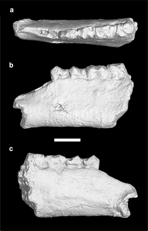 Odd-Toed Ungulate Fossil | Natural Atlas