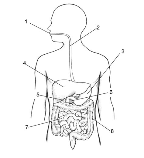 Digestive Diagram Diagram Quizlet