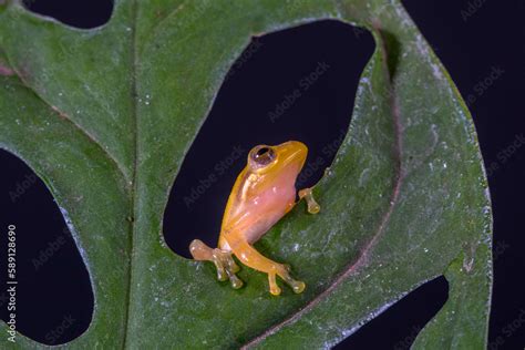 Wallace S Flying Frog Rhacophorus Nigropalmatus Also Known As The