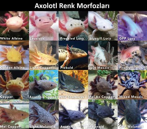 Axolotl Bakımı Dev Rehber 2024 Akvaryum Türkiye