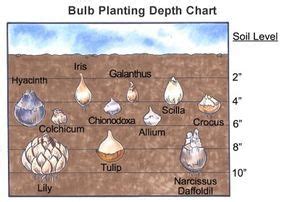 Bulb Planting Depth Visual Chart Garden Bulbs Planting Bulbs Garden