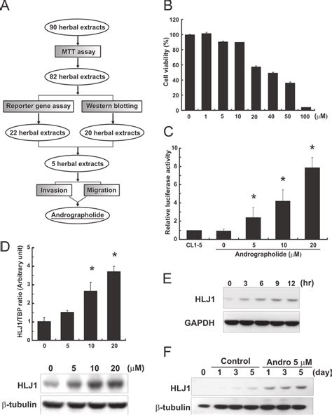 Effects Of Andrographolide On HLJ1 Expression A Flowchart Of Drug