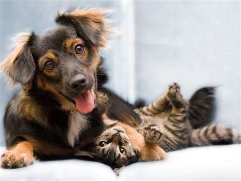 Cat And Dog Desktop Wallpapers Top Free Cat And Dog Desktop