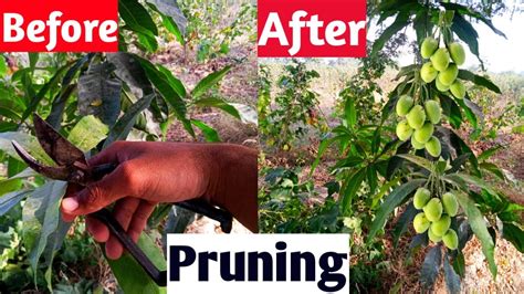 Pruning Mango Trees How To Prune A Young Mango Tree Very Easy Method Youtube