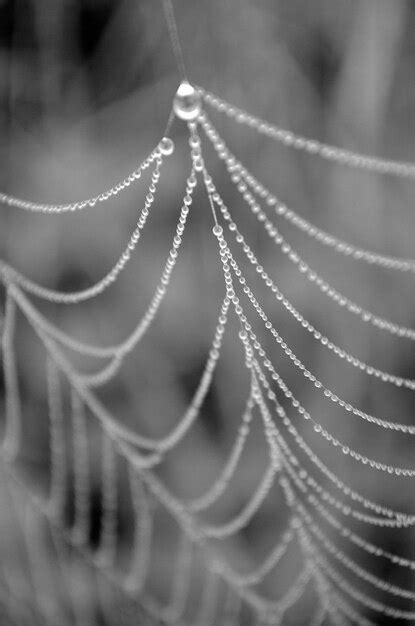 Premium Photo Close Up Of Dew Drops On Spider Web