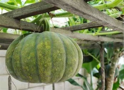 Fruits And Vegetables In The Philippine Folk Song Bahay Kubo Nipa