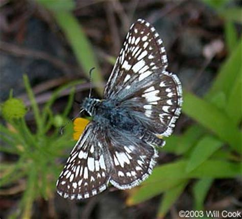 Common Checkered Skipper Pyrgus Communis