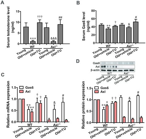 Testosterone Ameliorates Vascular Aging Via The Gas Axl Signaling