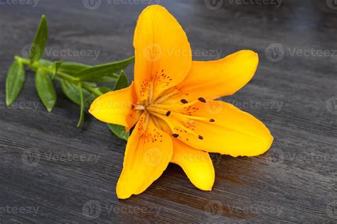 orange lily flower 9712067 Stock Photo at Vecteezy