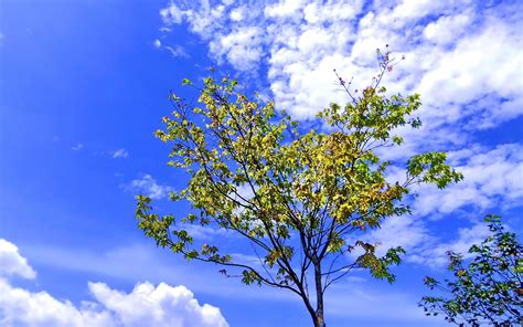 Clouds Nature Trees Wallpapers Hd Desktop And Mobile Backgrounds