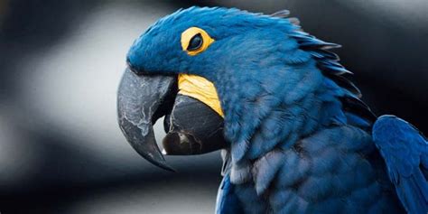 The Top 10 Most Expensive Parrots In The World Taj Birds