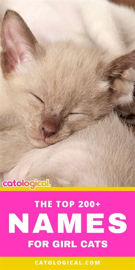 Top 200 names for girl cats cute funny unique pun names – Artofit