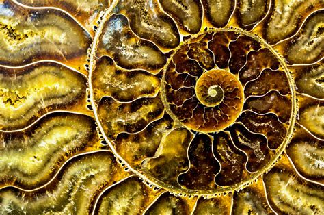 Fractal Fossilized Nautilus Shell jigsaw puzzle in Fractals puzzles on ...