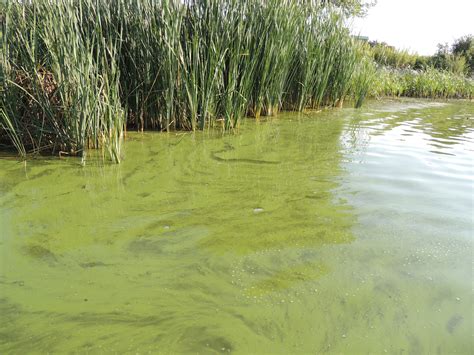 Aquatic Plant Control Unl Water