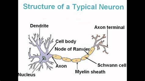 neuron diagram