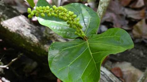 Les espèces Endémiques de Martinique Martinique Tour