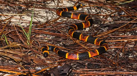 How to identify venomous snakes in Florida | Florida Hikes!