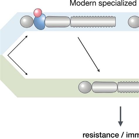 Asymmetrical Evolution Of Plant Immune Receptors Modern Immune