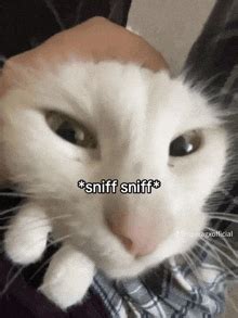 Sniff GIFs | Tenor