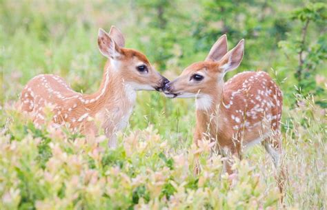 Cute Baby Deer Wallpapers - Top Free Cute Baby Deer Backgrounds ...