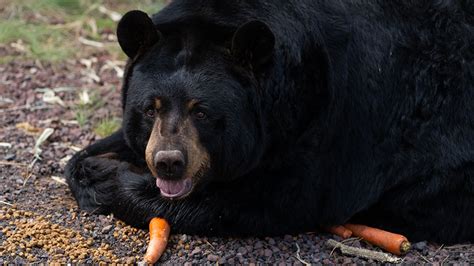 Fat Bear Week Shows Bears In Alaska And Arizona Bulking Up For Winter