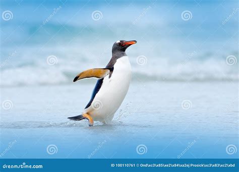 Penguin In Water Gentoo Penguin Jumps Out Of The Blue Water While