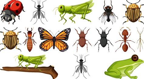 Different Insects Collection Isolated On White Background 4918247 Vector Art At Vecteezy