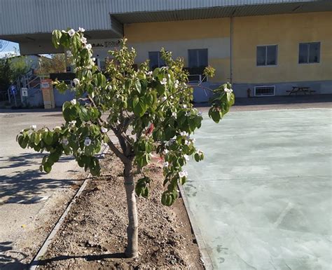 Sabato Taglio Del Nastro Per La Nuova Piazza Del Mercato Contadino Di