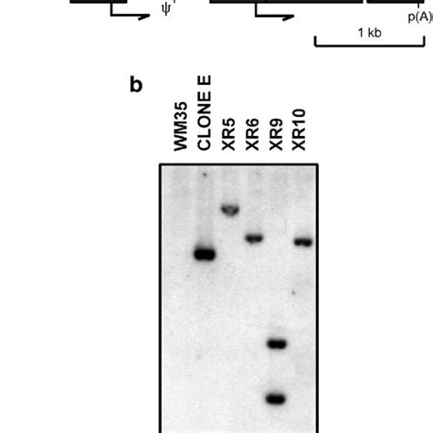 Schematic Representation Of The Mscv V21 Retroviral Vector This