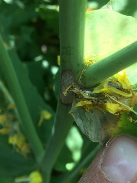 Sclerotinia Stem Rot Canola Encyclopedia