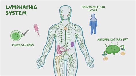 Video: Introduction to the lymphatic system