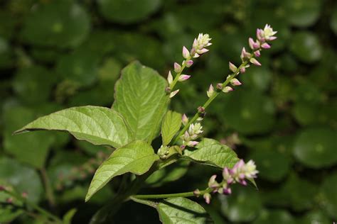 Digera Muricata Amaranthaceae Image At Phytoimages Siu Edu